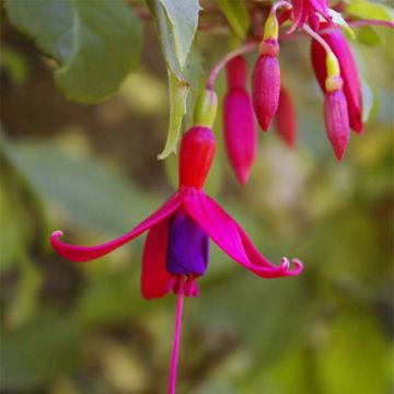 Fuchsia magellanica Genii - Fucsia