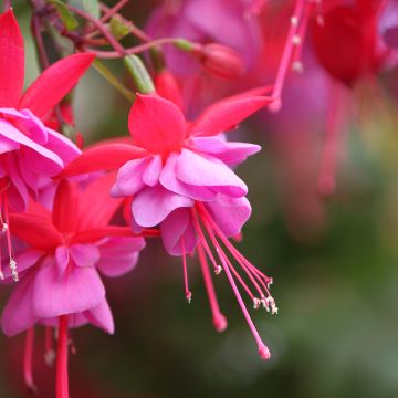 Fuchsia Heidi Ann - Fucsia