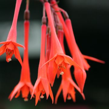 Fuchsia triphylla Thalia - Fucsia