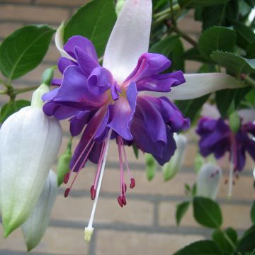 Fuchsia Blue Angel - Fucsia