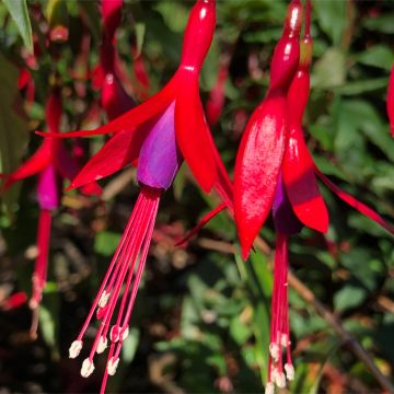 Fuchsia hatschbachii - Fucsia di Hatschbach