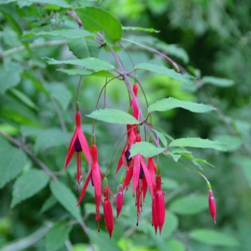 Fuchsia magellanica - Fucsia