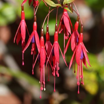 Fuchsia magellanica Riccartonii - Fucsia