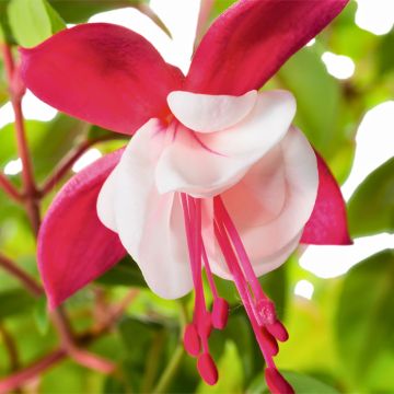 Fuchsia Snow Cap - Fucsia