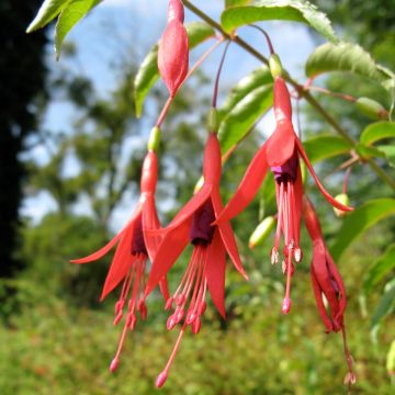 Fuchsia magellanica var. gracilis Aurea - Fucsia