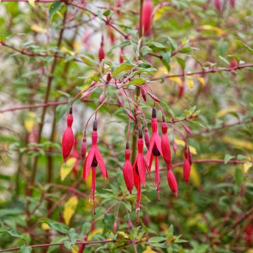 Fuchsia magellanica var. gracilis - Fucsia