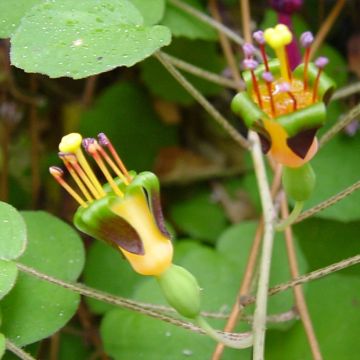 Fuchsia procumbens - Fucsia