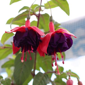 Fuchsia Voodoo - Fucsia