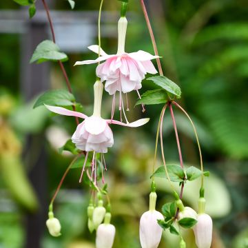 Fuchsia Holly Beauty - Fucsia