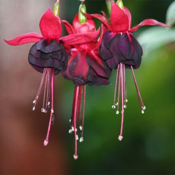 Fuchsia Rohees New Millenium - Fucsia