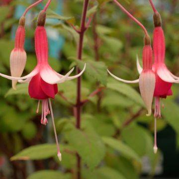 Fuchsia Checkerboard - Fucsia