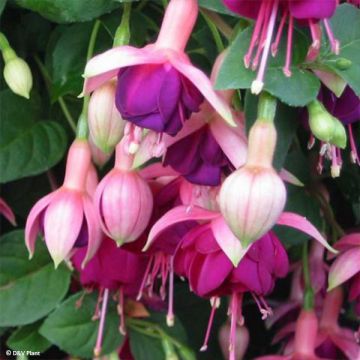 Fuchsia Constance - Fucsia