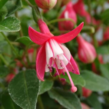 Fuchsia Lady Thumb - Fucsia