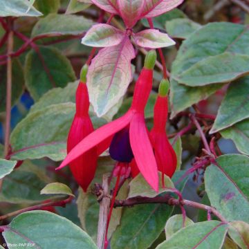 Fuchsia Tom West - Fucsia