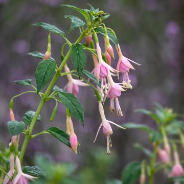 Fuchsia Whiteknights Pearl - Fucsia