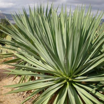 Furcraea bedinghausii - Furcraea blu