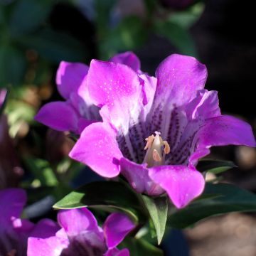 Gentiana scabra Zuki-rindo - Genziana