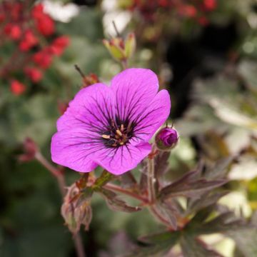 Geranium pratense Dark Eyes - Geranio dei prati