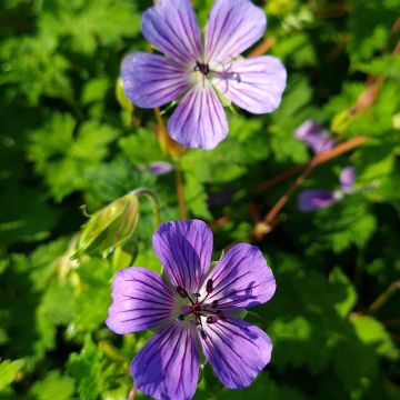 Geranium wallichianum Magical All Summer Joy