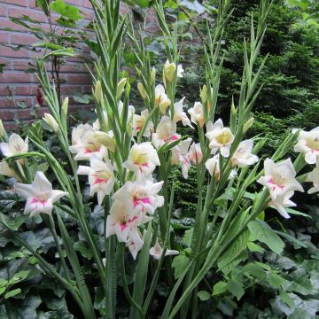 Gladiolus colvillei Carine