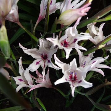 Gladiolus carneus Albidus