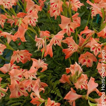 Gladiolus nanus Nathalie - Gladiolo nano