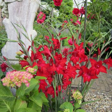 Gladiolus colvillei Red Drizzle