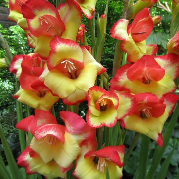 Gladiolus primulinus Las Vegas