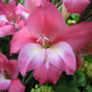 Gladiolus tubergenii Charming Beauty