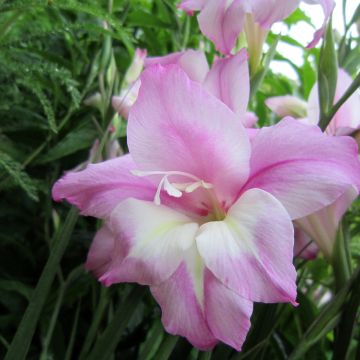 Gladiolus tubergenii Charming Henry