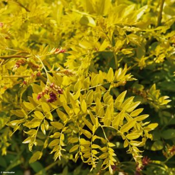 Gleditsia triacanthos f.inermis Sunburst