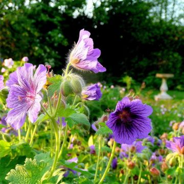 Geranium magnificum Blue Blood