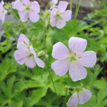 Geranium maculatum Chatto