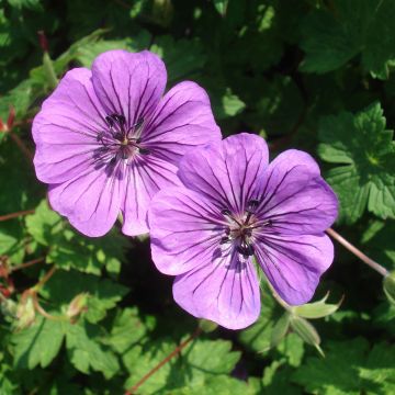 Geranium Pink Penny