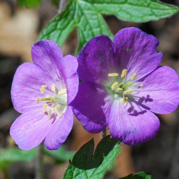 Geranium pratense Spinners - Geranio dei prati