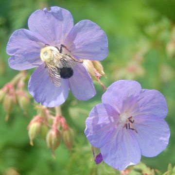 Geranium clarkei Kashmir Blue