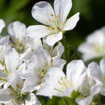 Geranium maculatum var. album