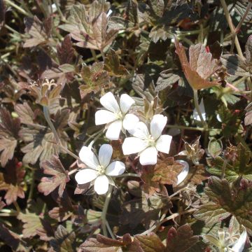 Geranium oxonianum Sanne