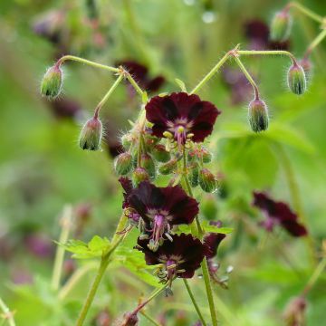 Geranium phaeum Angelina - Geranio stellato