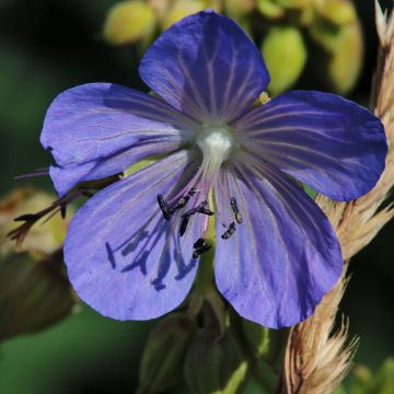 Geranium pratense Cluden Sapphire - Geranio dei prati