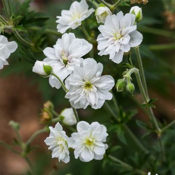 Geranium pratense Double Jewel - Geranio dei prati