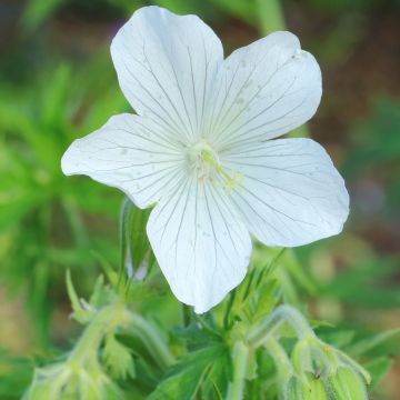 Geranium pratense f. albiflorum Galactic - Geranio dei prati