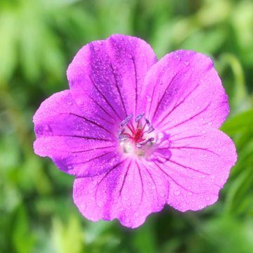 Geranium riversleaianum Russell Prichard