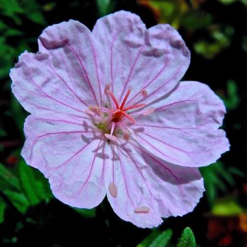 Geranium sanguineum Compactum - Geranio sanguigno