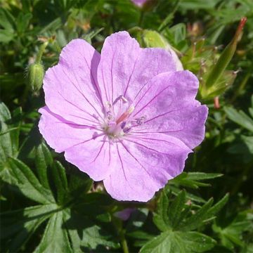 Geranium sanguineum Elsbeth - Geranio sanguigno