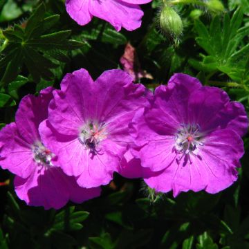 Geranium sanguineum Max Frei - Geranio sanguigno