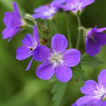 Geranium sylvaticum Birch Lilac - Geranio silvano