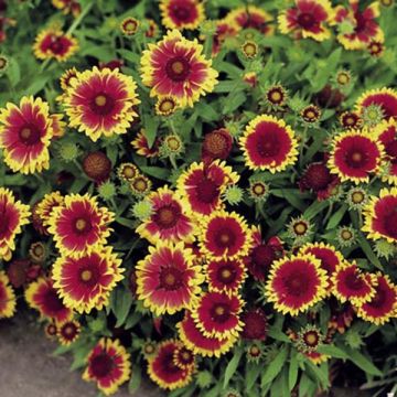 Gaillardia grandiflora Goblin