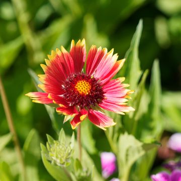 Gaillardia grandiflora Kobold