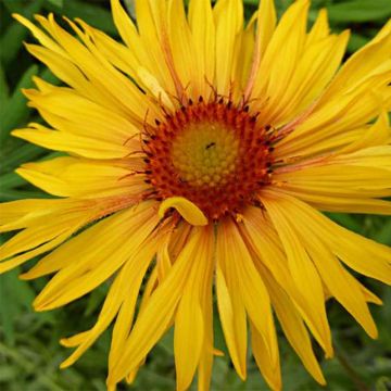 Gaillardia aristata Amber Wheels